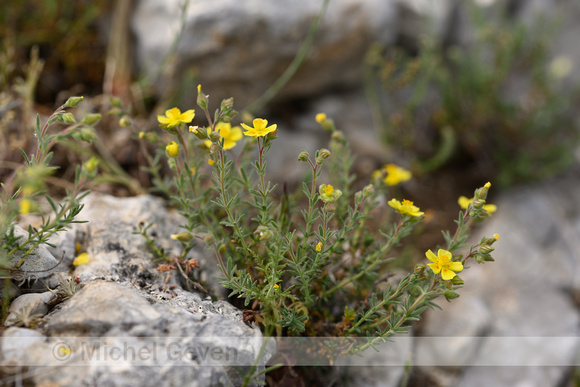 Helianthemum jonium