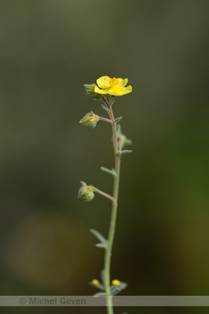 Helianthemum jonium