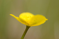 Gewone Dotterbloem; Marsh Marigold; Caltha palustris