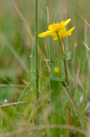 Gewone Dotterbloem; Marsh Marigold; Caltha palustris