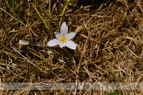 Colchiucum longifolium