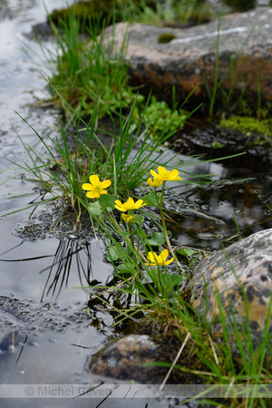 Gewone Dotterbloem; Marsh Marigold; Caltha palustris