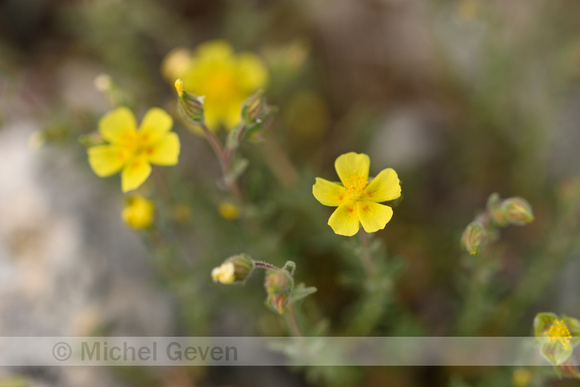 Helianthemum jonium