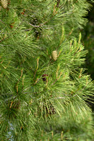 Oostenrijkse den; Austrian pine; Pinus nigra