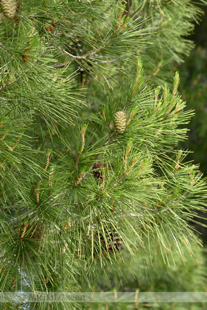 Oostenrijkse den; Austrian pine; Pinus nigra