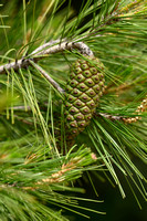 Oostenrijkse den; Austrian pine; Pinus nigra