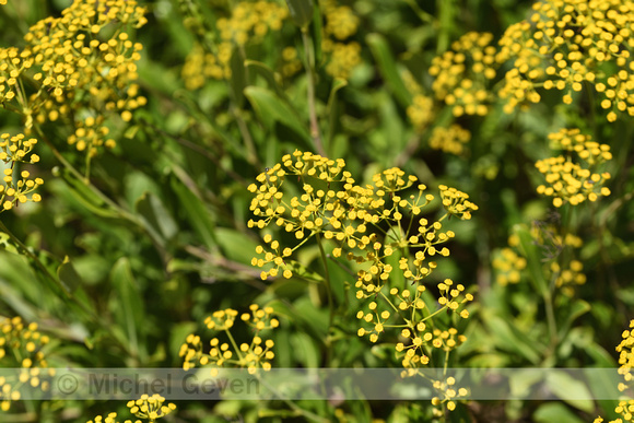 Schrubby Hare's-ear; Bupleurum fruticosum