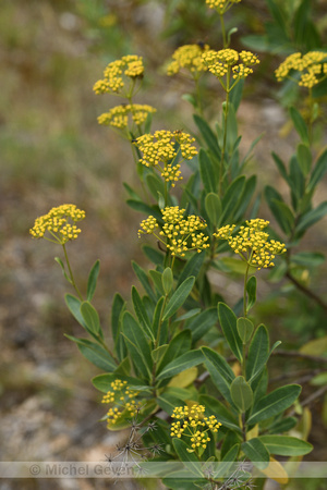 Schrubby Hare's-ear; Bupleurum fruticosum