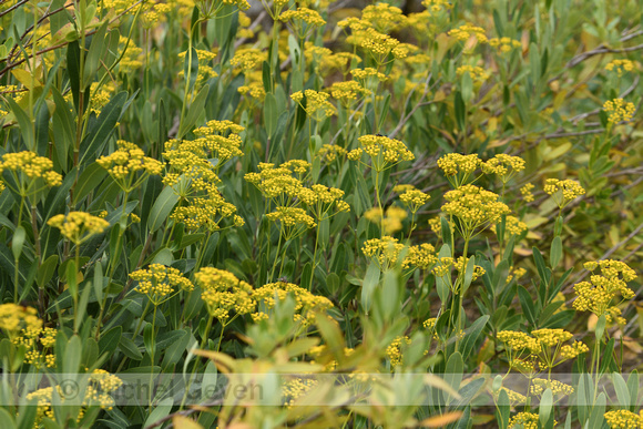 Schrubby Hare's-ear; Bupleurum fruticosum