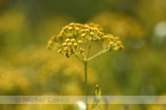 Schrubby Hare's-ear; Bupleurum fruticosum