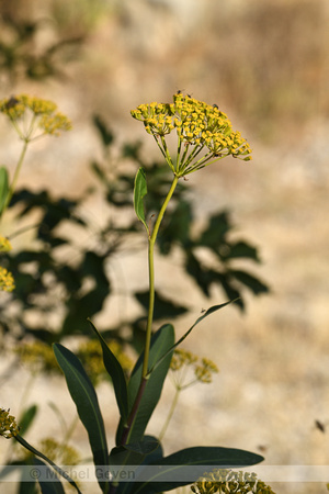 Schrubby Hare's-ear; Bupleurum fruticosum