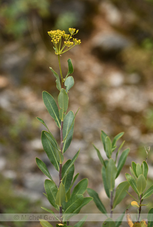 Schrubby Hare's-ear; Bupleurum fruticosum