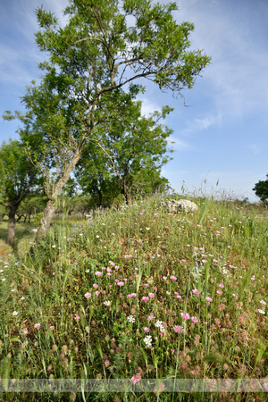 Roze streepzaad; Crepis rubra