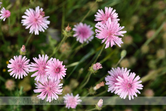 Roze streepzaad; Crepis rubra