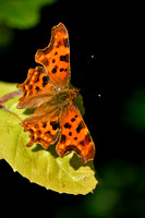 Gehakkelde aurelia; Comma Butterfly; Polygonia c-album