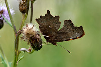 Gehakkelde aurelia; Comma Butterfly; Polygonia c-album