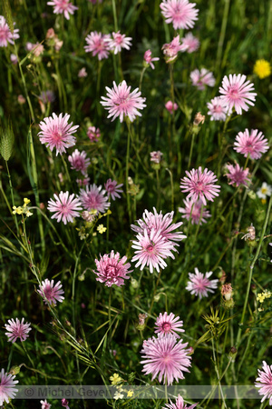 Roze streepzaad; Crepis rubra