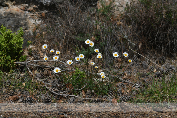 Leucanthemum burnatii