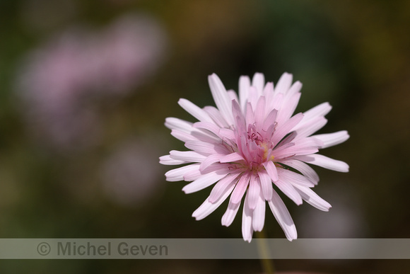 Roze streepzaad; Crepis rubra