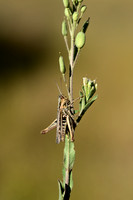 Bruin Schavertje; Orange tipped Grasshopper; Omocestus haemorrho