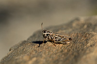 Bruin Schavertje - Orange tipped Grasshopper - Omocestus haemorrho