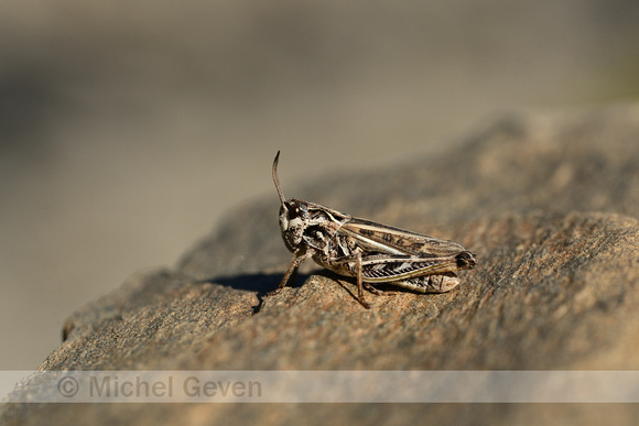 Bruin Schavertje; Orange tipped Grasshopper; Omocestus haemorrho