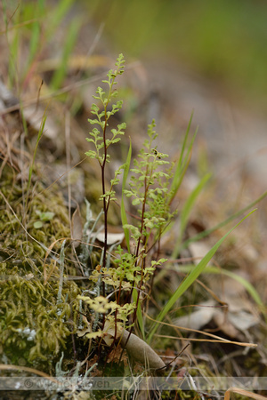 Jersey Fern; Anogramma leptophylla