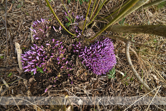 Paarse Schubwortel; Purple Toothwort; Lathraea clandestina