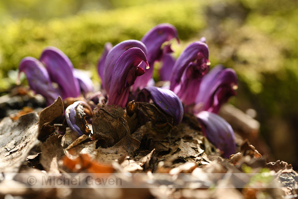 Paarse Schubwortel; Purple Toothwort; Lathraea clandestina