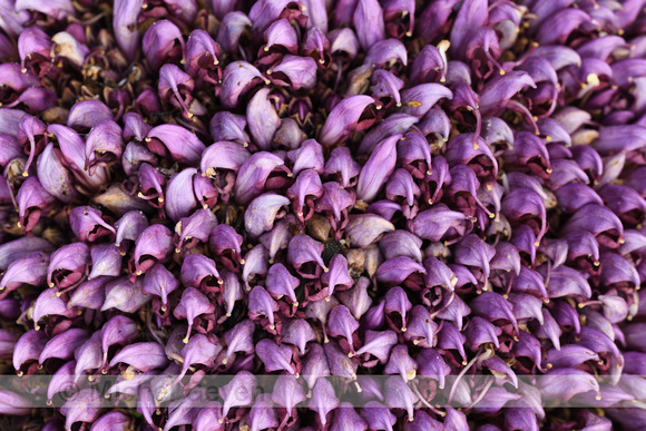 Paarse Schubwortel; Purple Toothwort; Lathraea clandestina