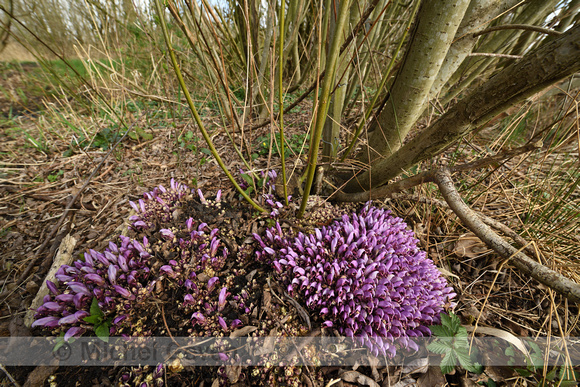 Paarse Schubwortel; Purple Toothwort; Lathraea clandestina