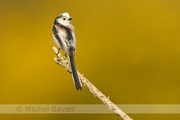 Staartmees; Long-tailed tit; Aegithalos caudatus