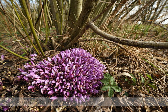 Paarse Schubwortel; Purple Toothwort; Lathraea clandestina