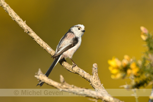 Staartmees; Long-tailed tit; Aegithalos caudatus