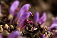 Paarse Schubwortel; Purple Toothwort; Lathraea clandestina