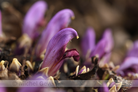 Paarse Schubwortel; Purple Toothwort; Lathraea clandestina