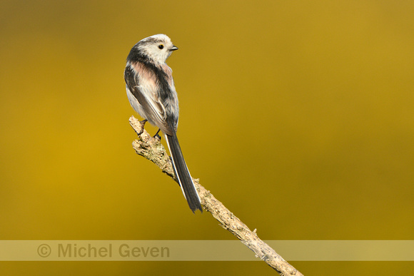 Staartmees; Long-tailed tit; Aegithalos caudatus