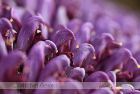 Paarse Schubwortel; Purple Toothwort; Lathraea clandestina