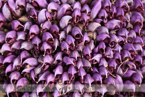 Paarse Schubwortel; Purple Toothwort; Lathraea clandestina