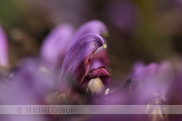 Paarse Schubwortel; Purple Toothwort; Lathraea clandestina