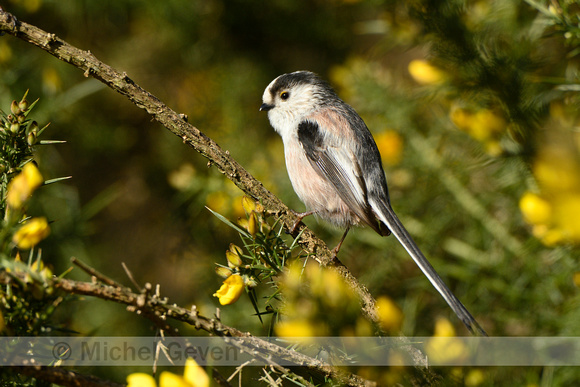 Staartmees; Long-tailed tit; Aegithalos caudatus