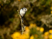 Staartmees; Long-tailed tit; Aegithalos caudatus