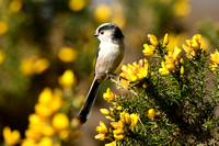 Staartmees; Long-tailed tit; Aegithalos caudatus