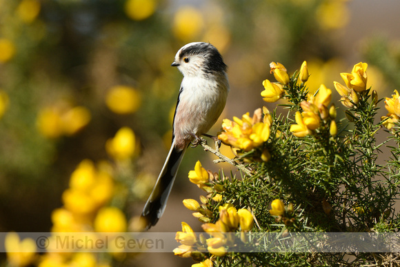 Staartmees; Long-tailed tit; Aegithalos caudatus