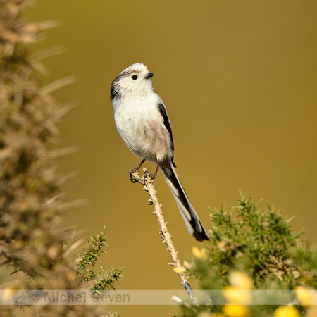 Staartmees; Long-tailed tit; Aegithalos caudatus