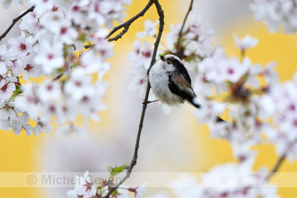 Staartmees; Long-tailed Tit; Aegithalos caudatus