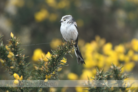 Staartmees; Long-tailed tit; Aegithalos caudatus