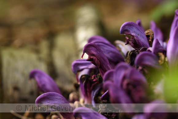 Paarse Schubwortel; Purple Toothwort; Lathraea clandestina