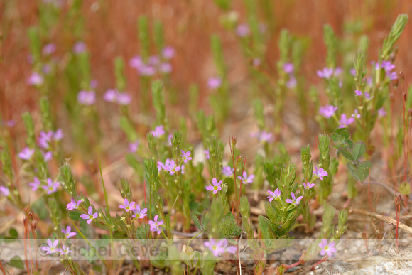 Kleine kattenstaart; Grass-poly; Lythrum hyssopifolia
