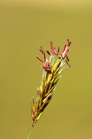 Gewoon Reukgras; Sweet vernal grass; Anthoxanthum odoratum
